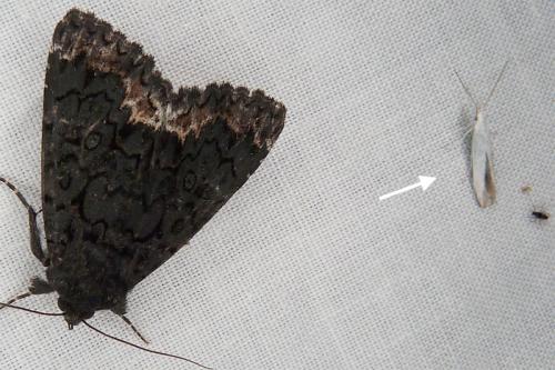 Réf. 289 142 : Catephia alchymista